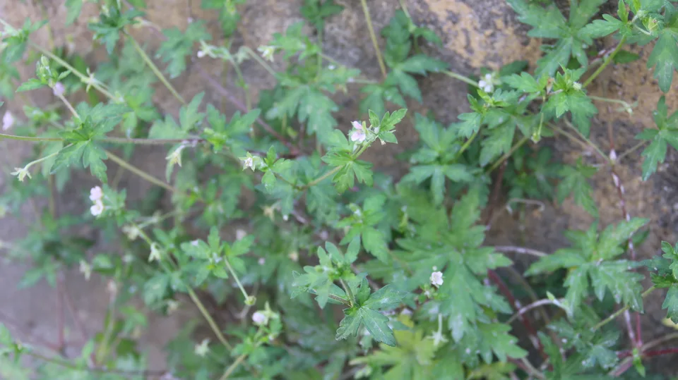 老鹳草