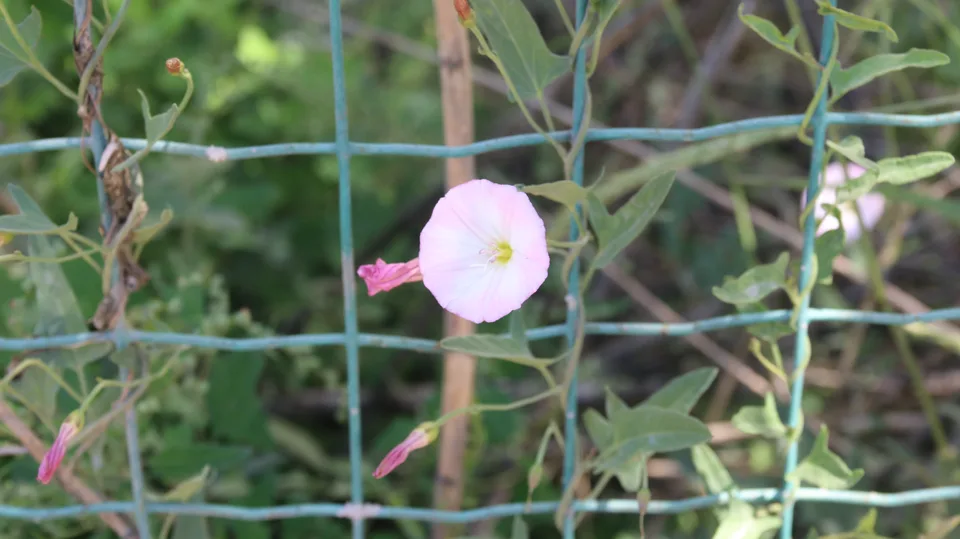田旋花