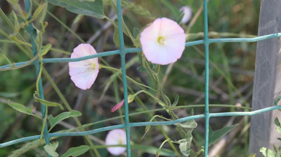 田旋花，影像编号 media-20260718-0017