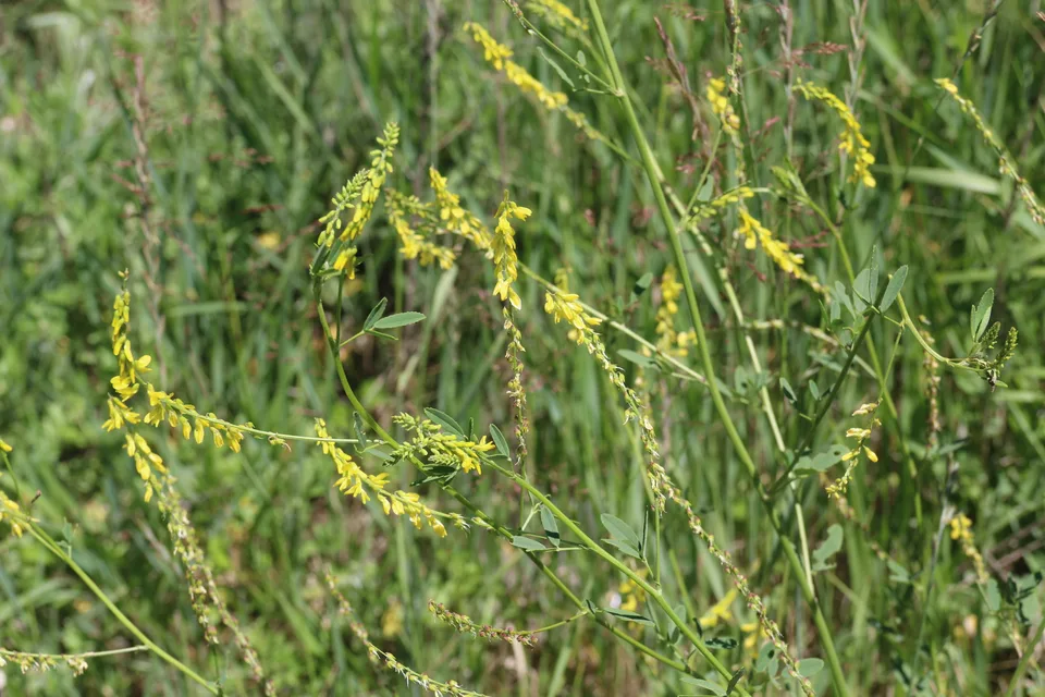 黄花草木樨