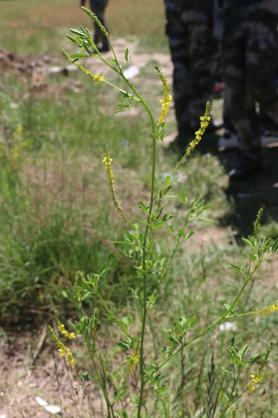 黄花草木樨，影像编号 media-20260718-0039