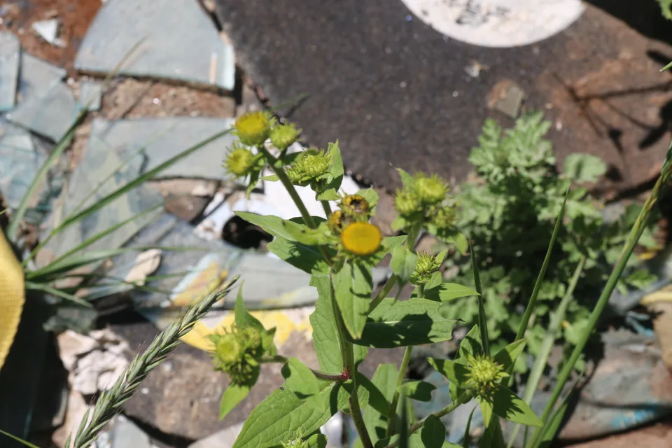 旋覆花