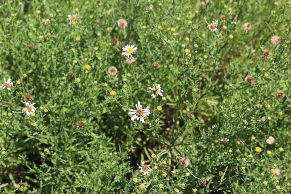 阿尔泰狗娃花