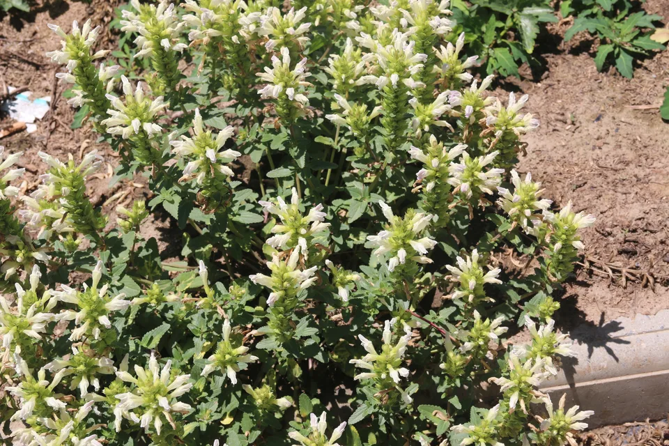 白花枝子花