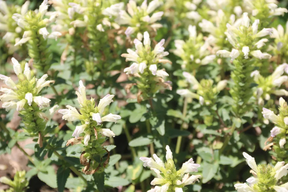 白花枝子花，影像编号 media-20260718-0111