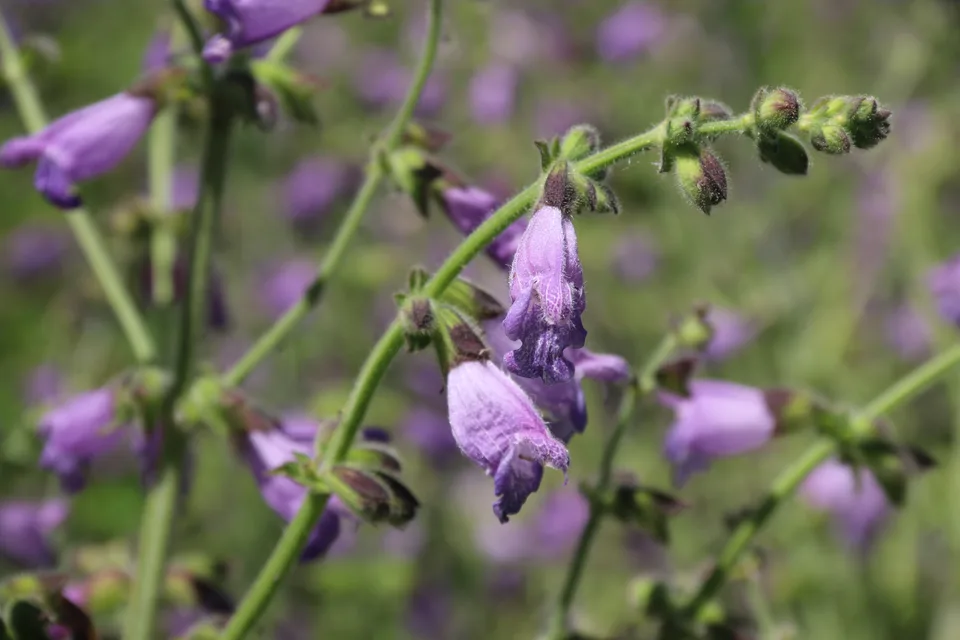 甘青鼠尾草，影像编号 media-20260718-0175