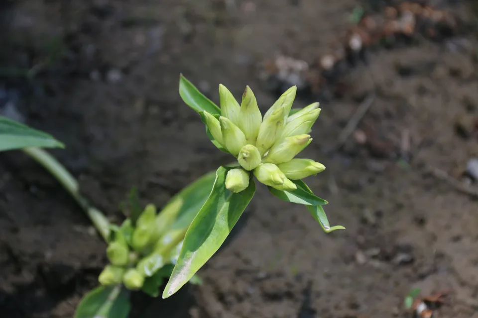麻花艽，影像编号 media-20260718-0185