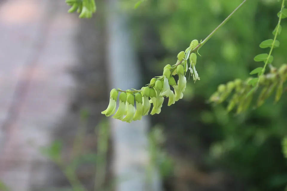 蒙古黄芪，影像编号 media-20260718-0195