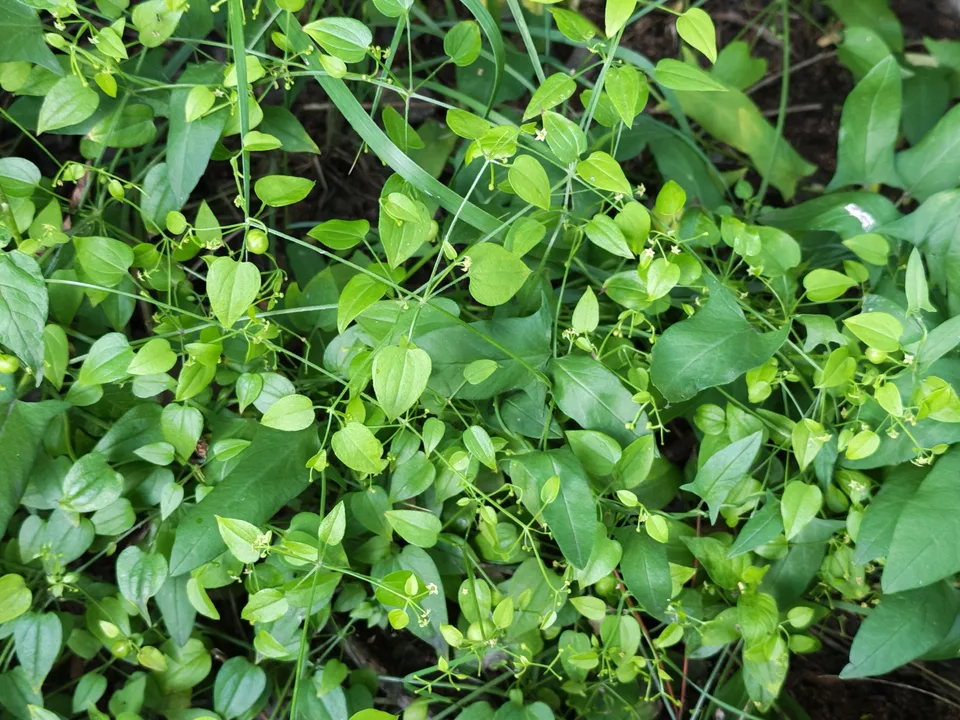 茜草，影像编号 media-20260718-0334