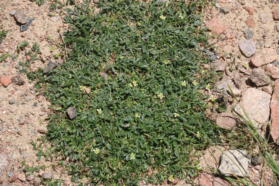 毛莓草