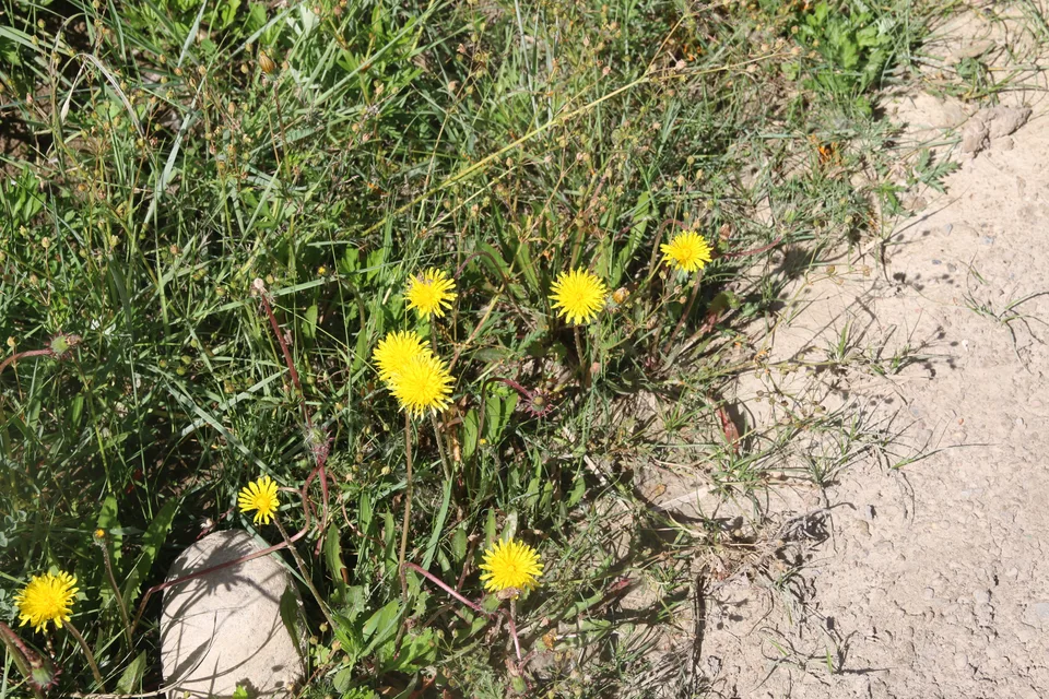 短喙蒲公英