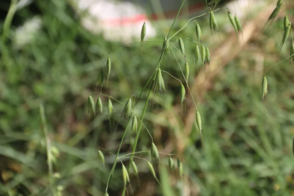 野燕麦，影像编号 media-20260720-0070