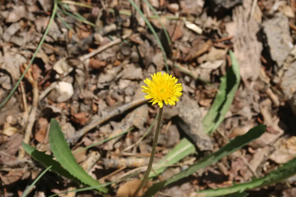 橡胶草，影像编号 media-20260720-0097