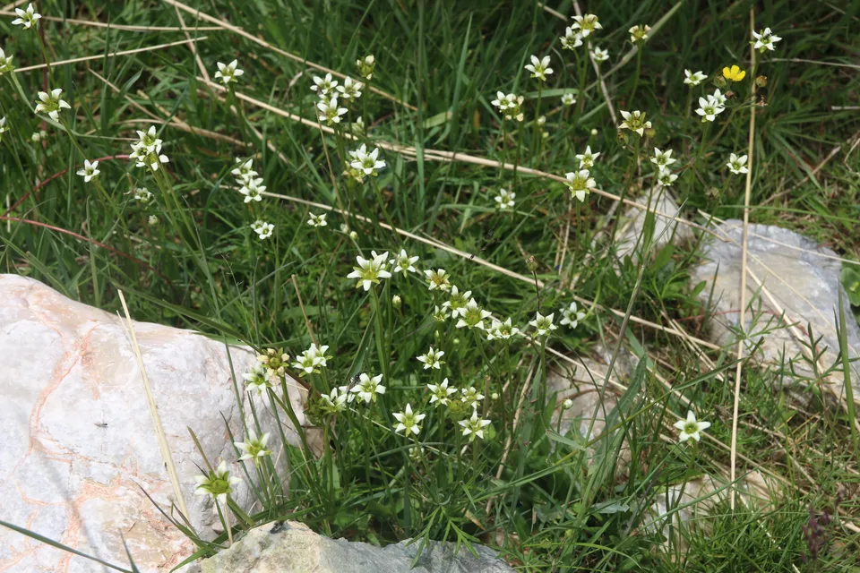 白花梅花草