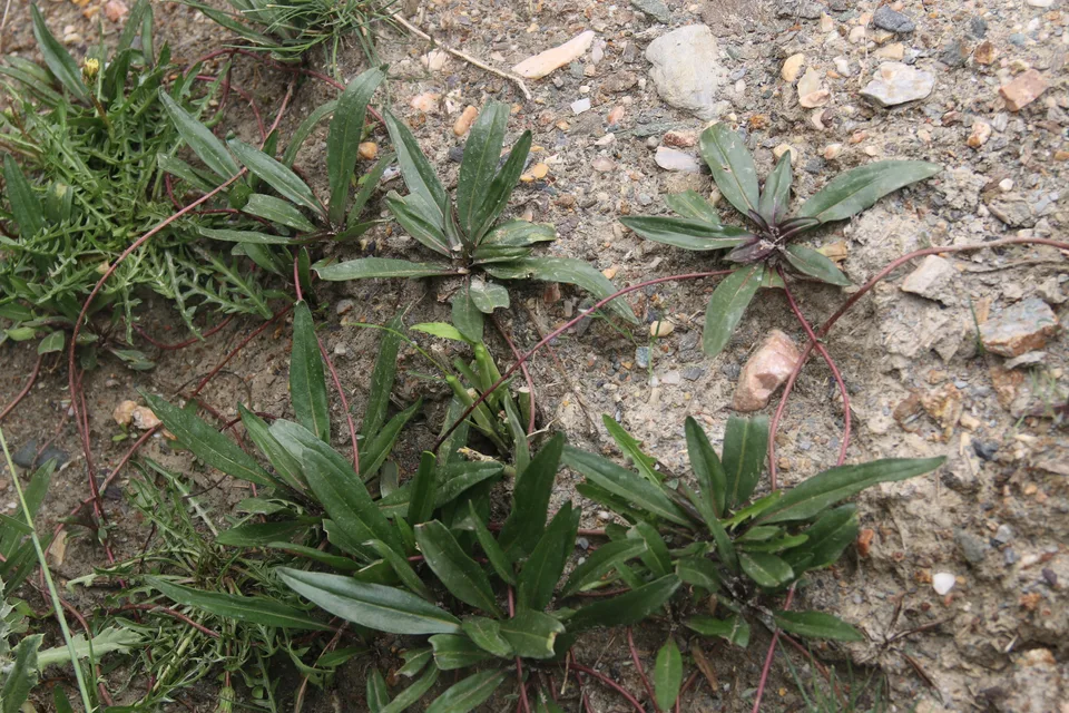 短穗兔耳草，影像编号 media-20260720-0122