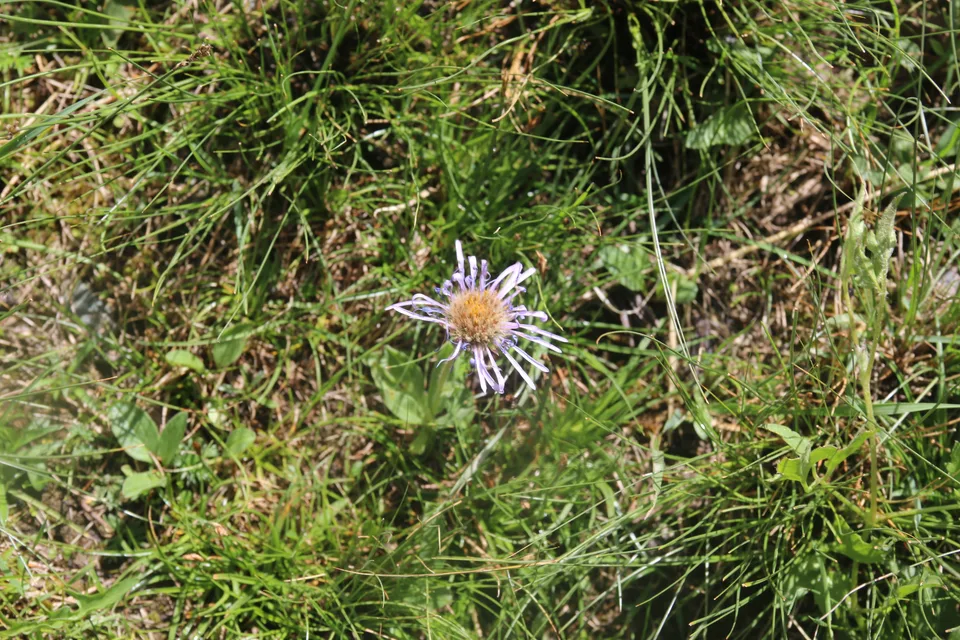 缘毛紫菀