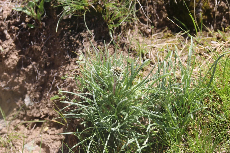 禾叶风毛菊