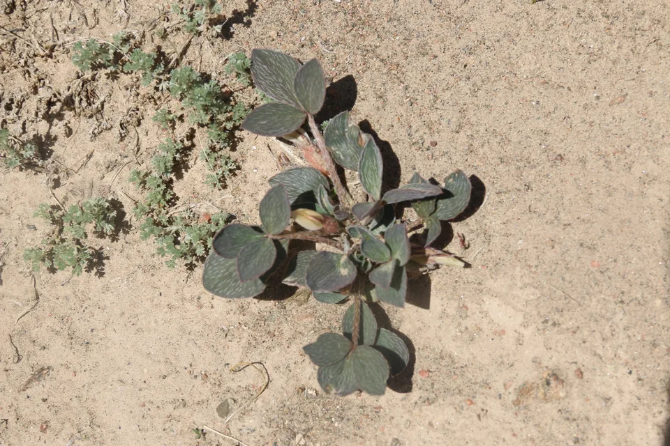 长毛荚黄芪