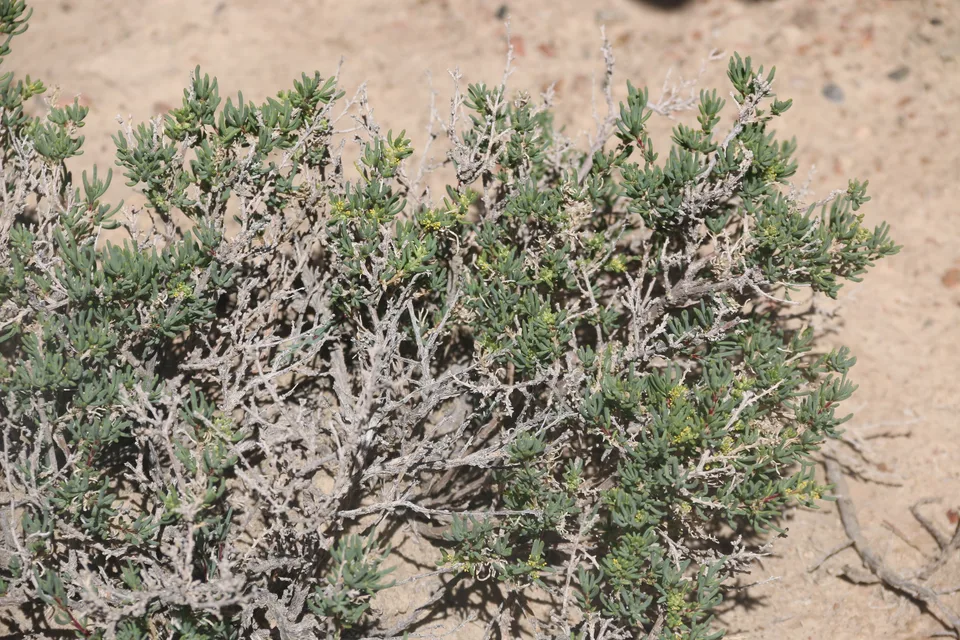 蒿叶猪毛菜，影像编号 media-20260721-0035