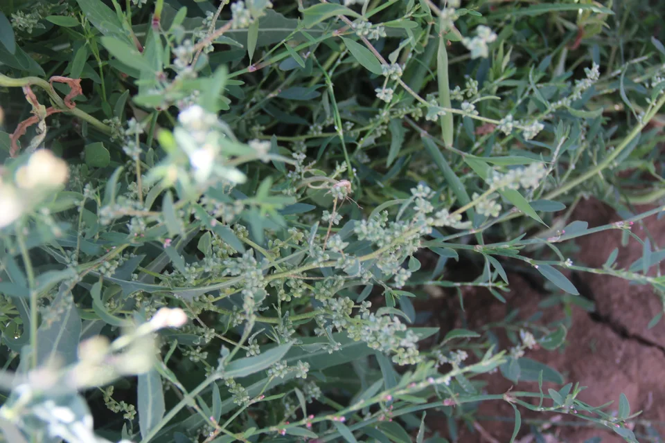 灰绿藜