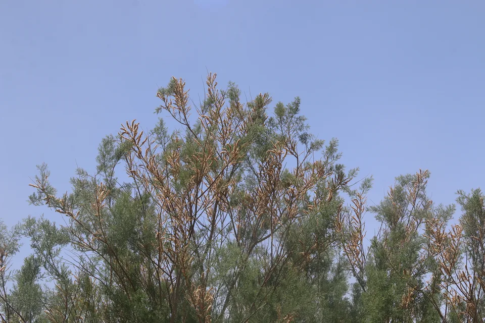 秀丽水柏枝