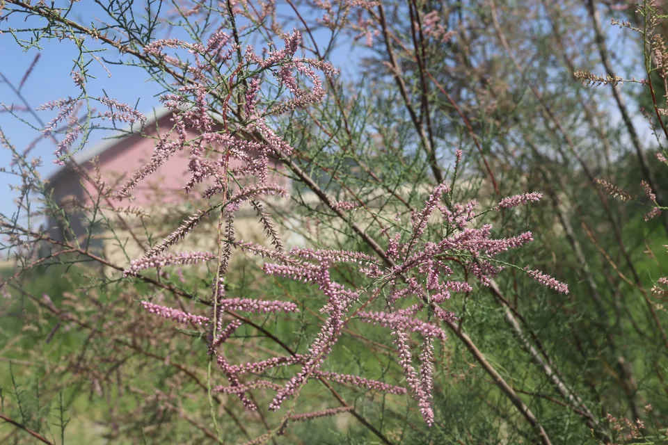 多花柽柳