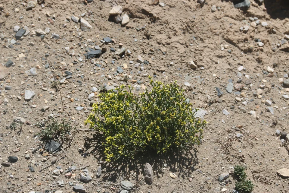 黄色补血草