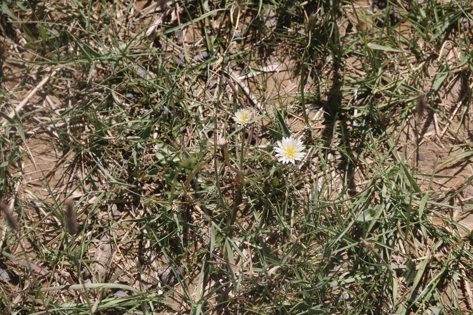 白花蒲公英，影像编号 media-20260723-0073