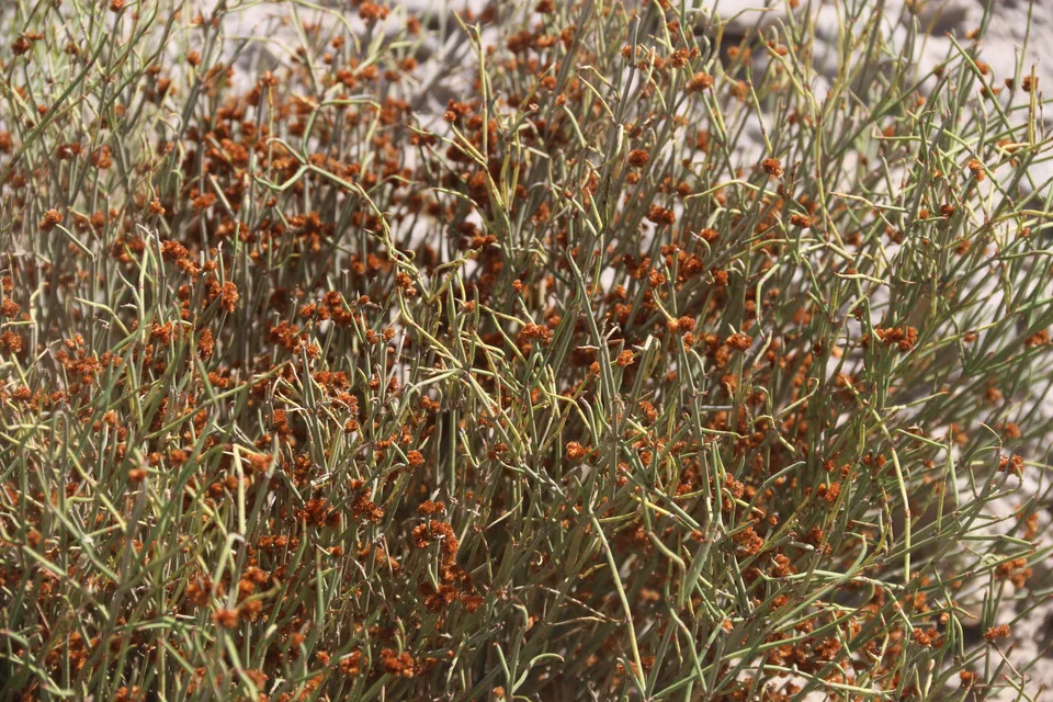 膜果麻黄，影像编号 media-20260723-0151