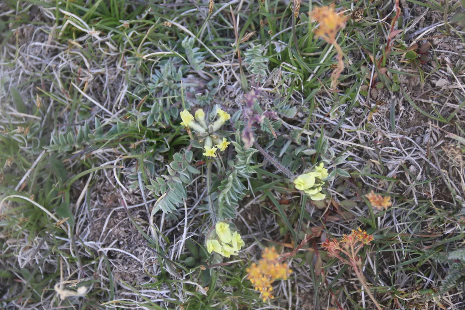 黄花棘豆