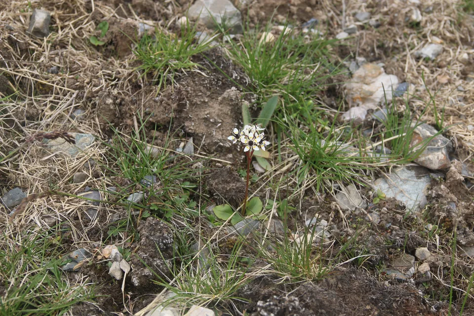 黑蕊虎耳草