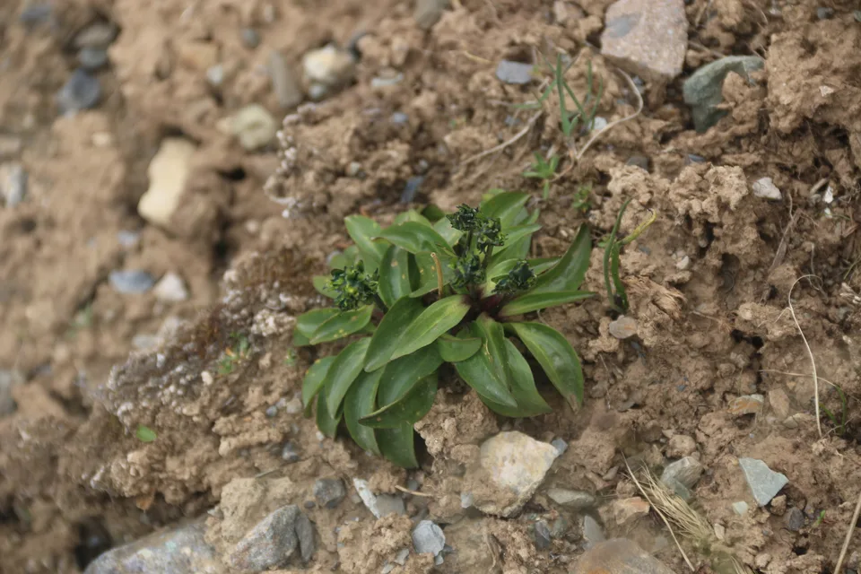 红直獐牙菜