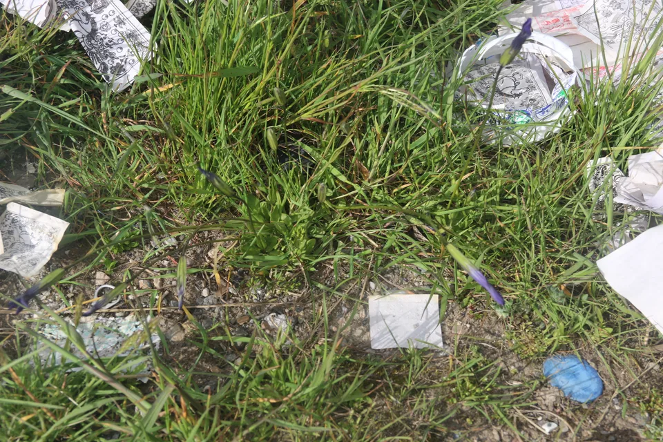 湿生扁蕾，影像编号 media-20260724-0139