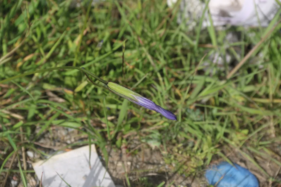 湿生扁蕾，影像编号 media-20260724-0141