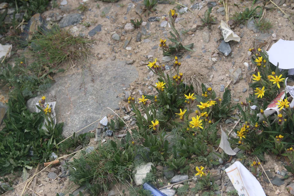 天山千里光