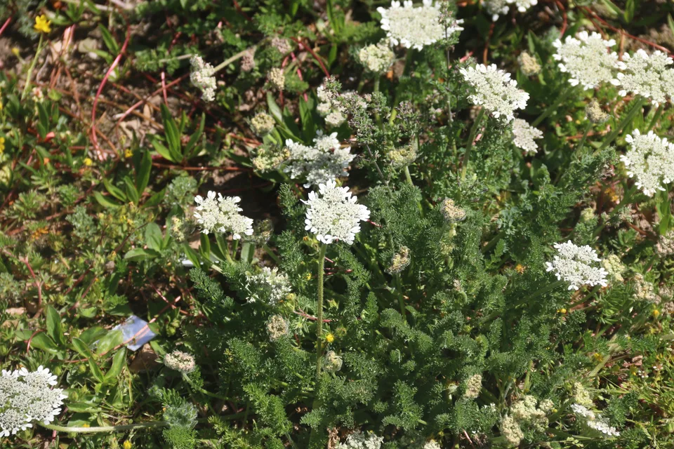 裂叶大瓣芹