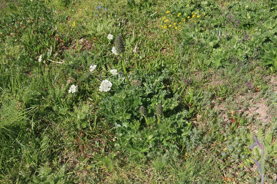 密花翠雀花，影像编号 media-20260725-0070