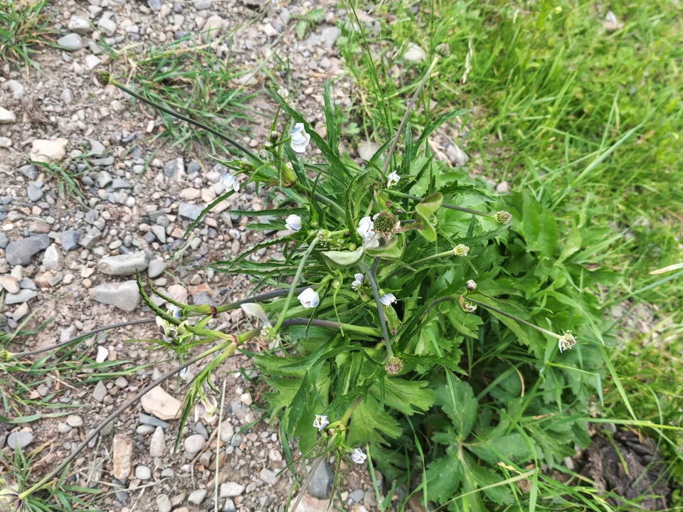 银莲花，影像编号 media-20260725-0261