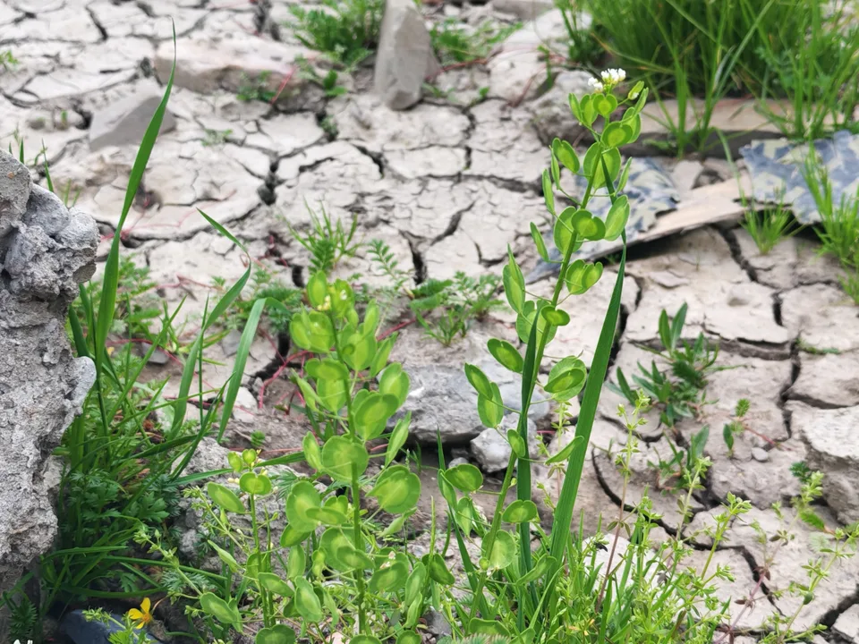 獐牙菜