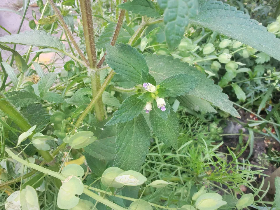 鼬瓣花，影像编号 media-20260725-0266