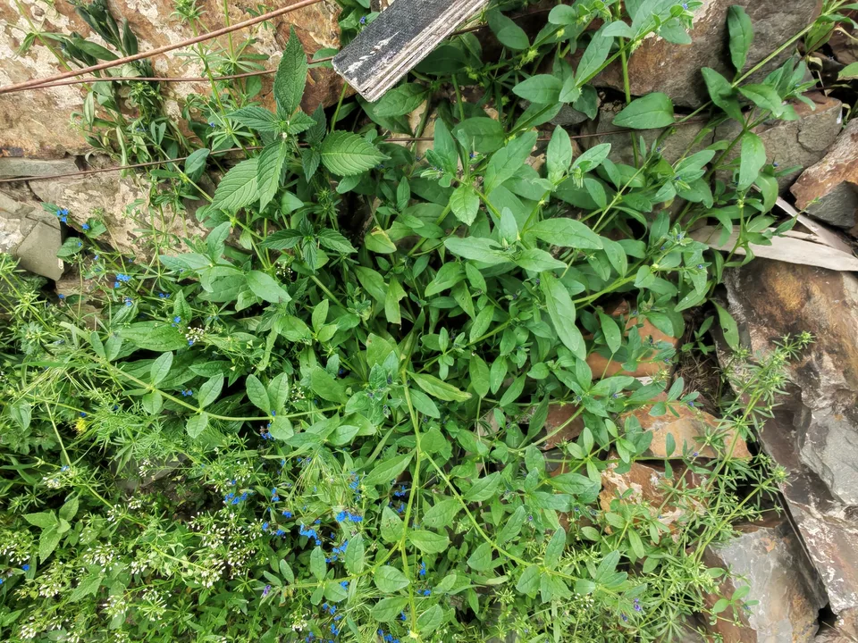 糙草