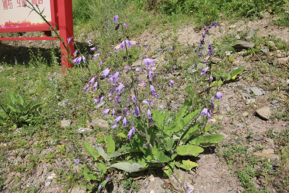 甘西鼠尾草