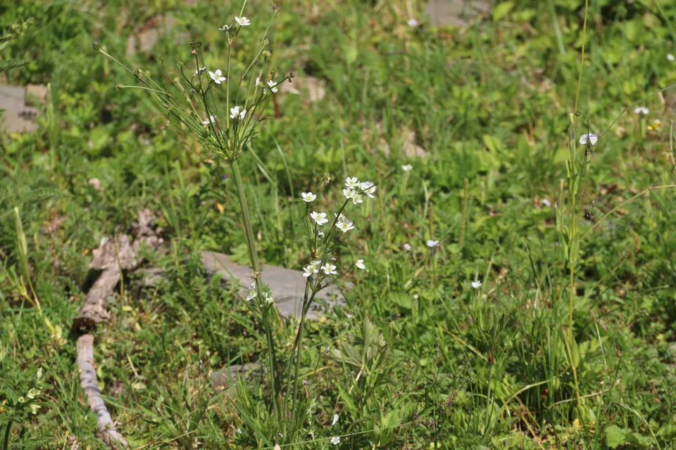 小花草玉梅