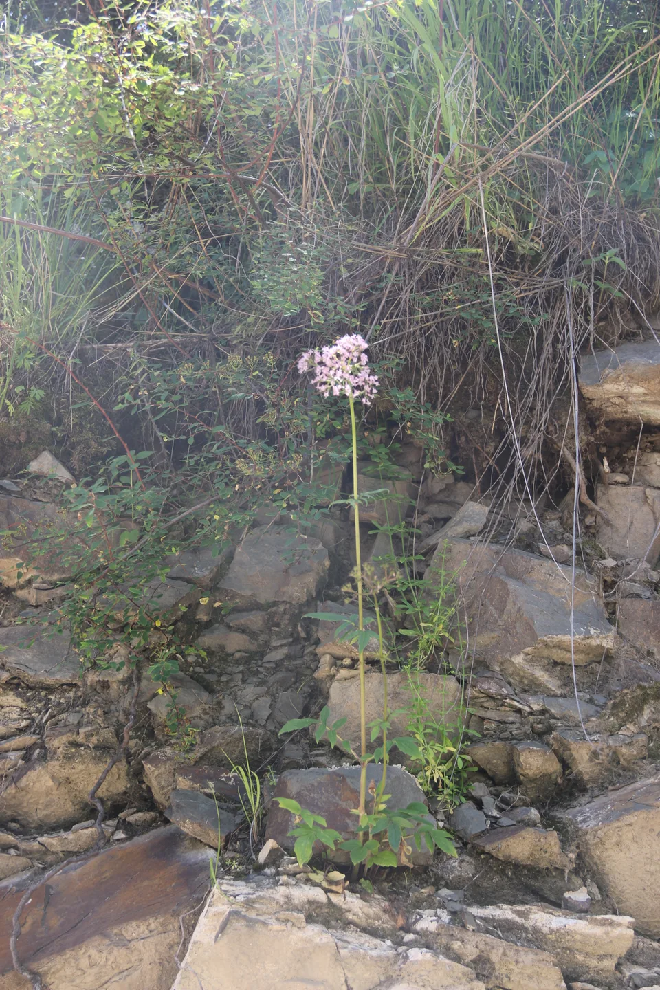 缬草，影像编号 media-20260726-0103
