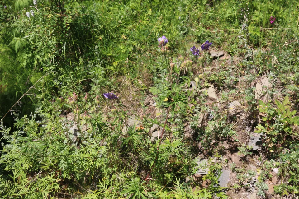 草地老鹳草