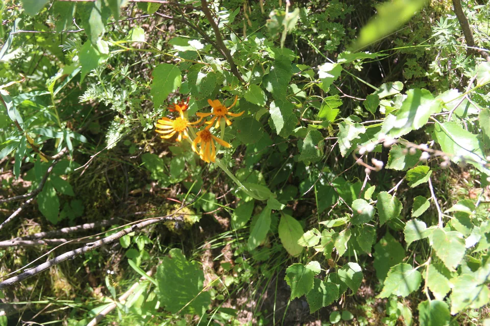 橙舌狗舌花