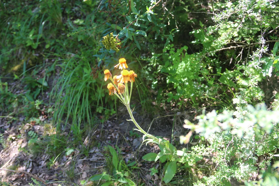 橙舌狗舌花，影像编号 media-20260726-0202