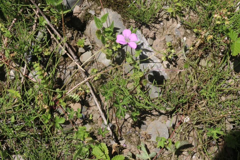 甘青老鹳草
