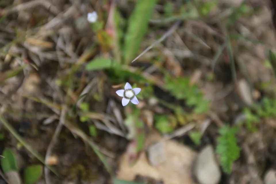 高杯喉毛花，影像编号 media-20260727-0078