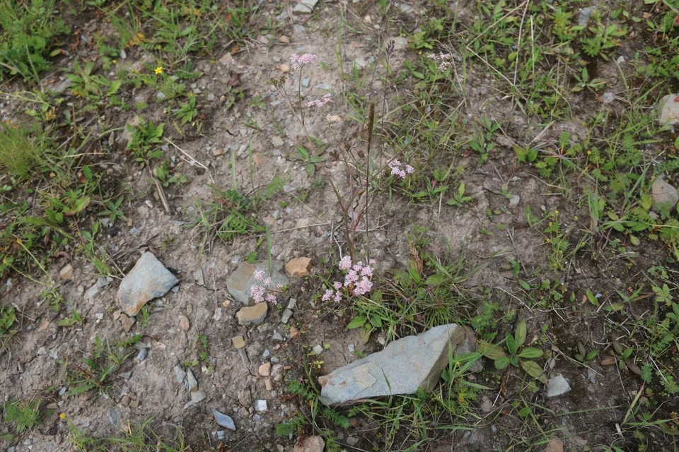 葛缕子，影像编号 media-20260727-0085